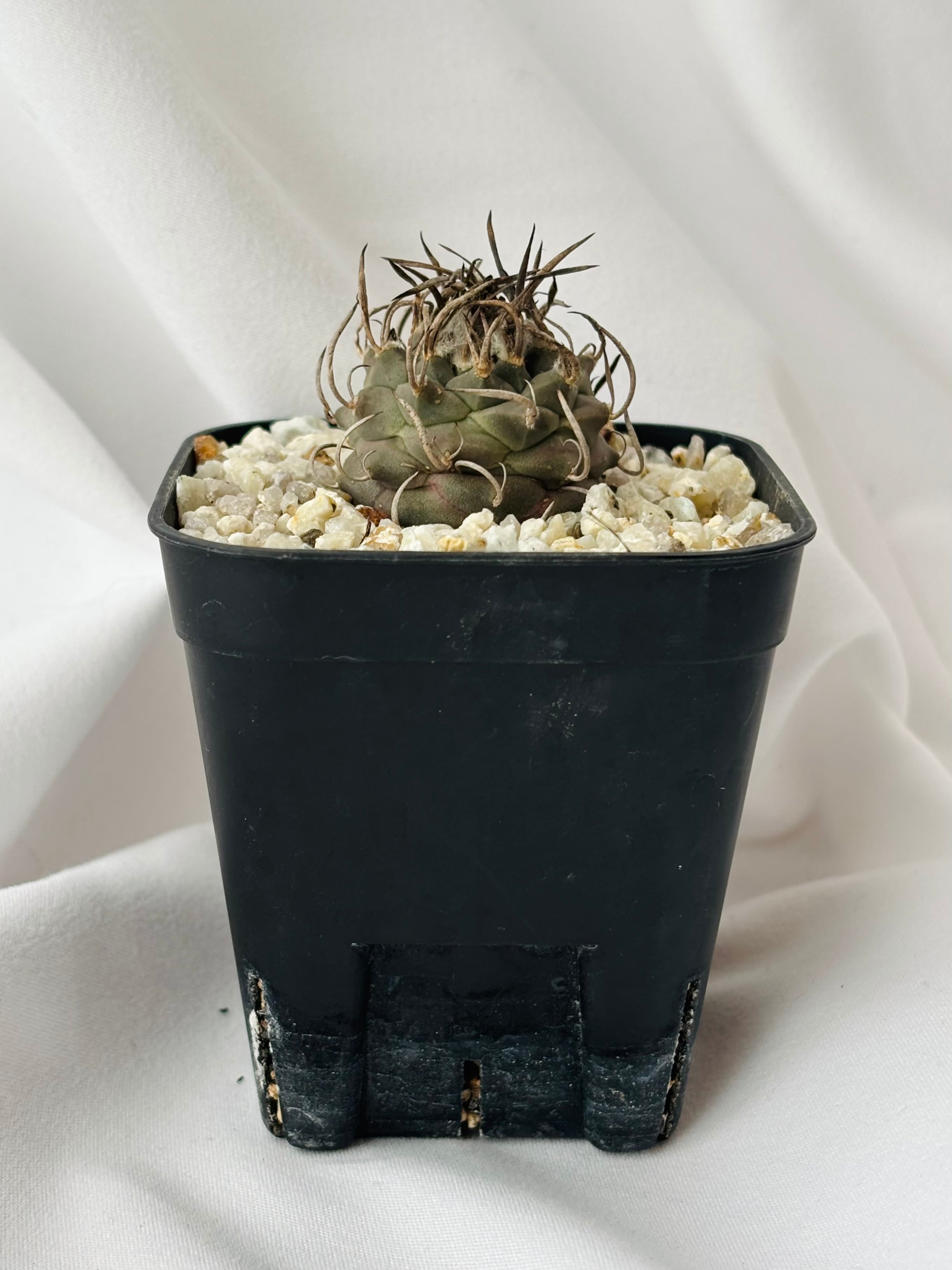 Turbinicarpus Schmiedickeanus ツルビニカルプス 昇竜丸 サボテン