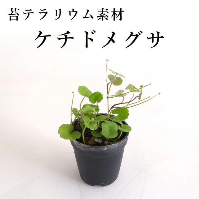 ケチドメグサ Hydrocotyle dichondrioides 苔テラリウム作製用素材