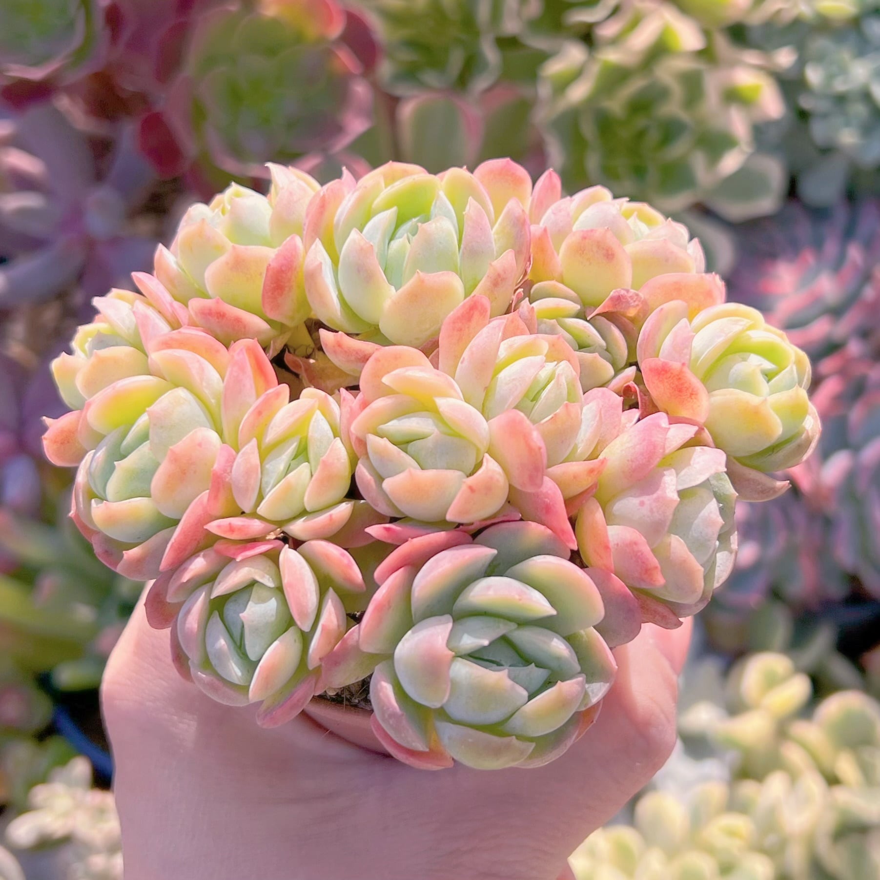 多肉植物 クリームベリー 群生 新入荷 るる農園 | るる農園~多肉植物専門