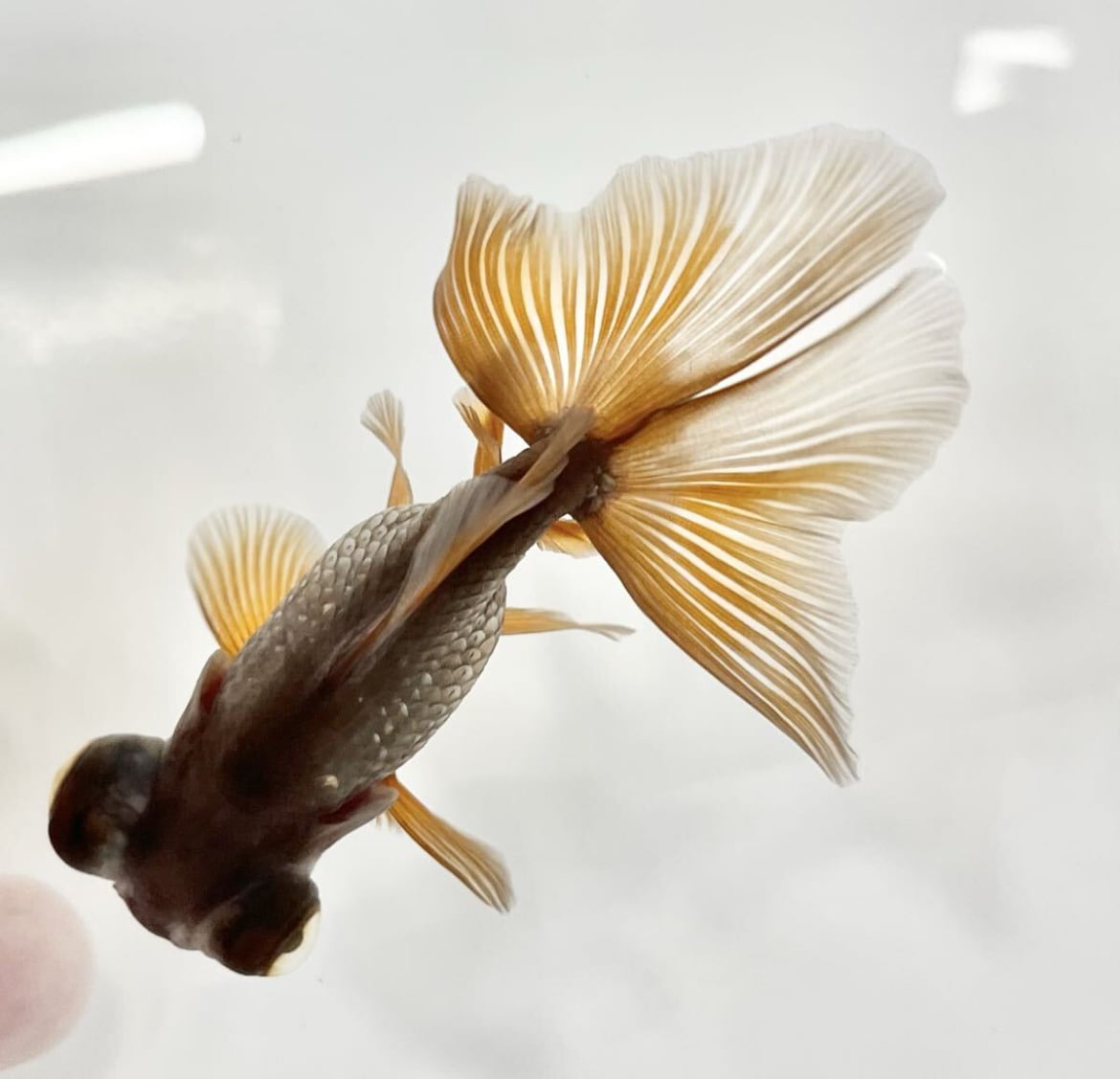 中国便 瑪瑙(メノウ)蝶尾 チョウビ No6