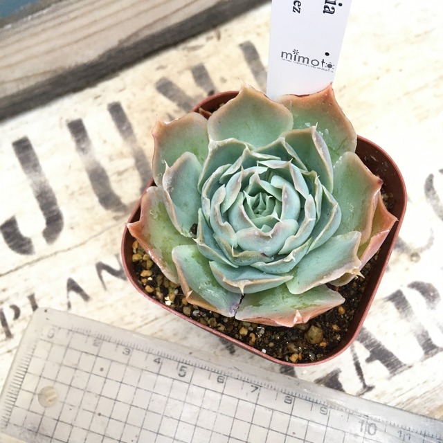 シミュランス ラグナサンチ Rupo 多肉植物専門店