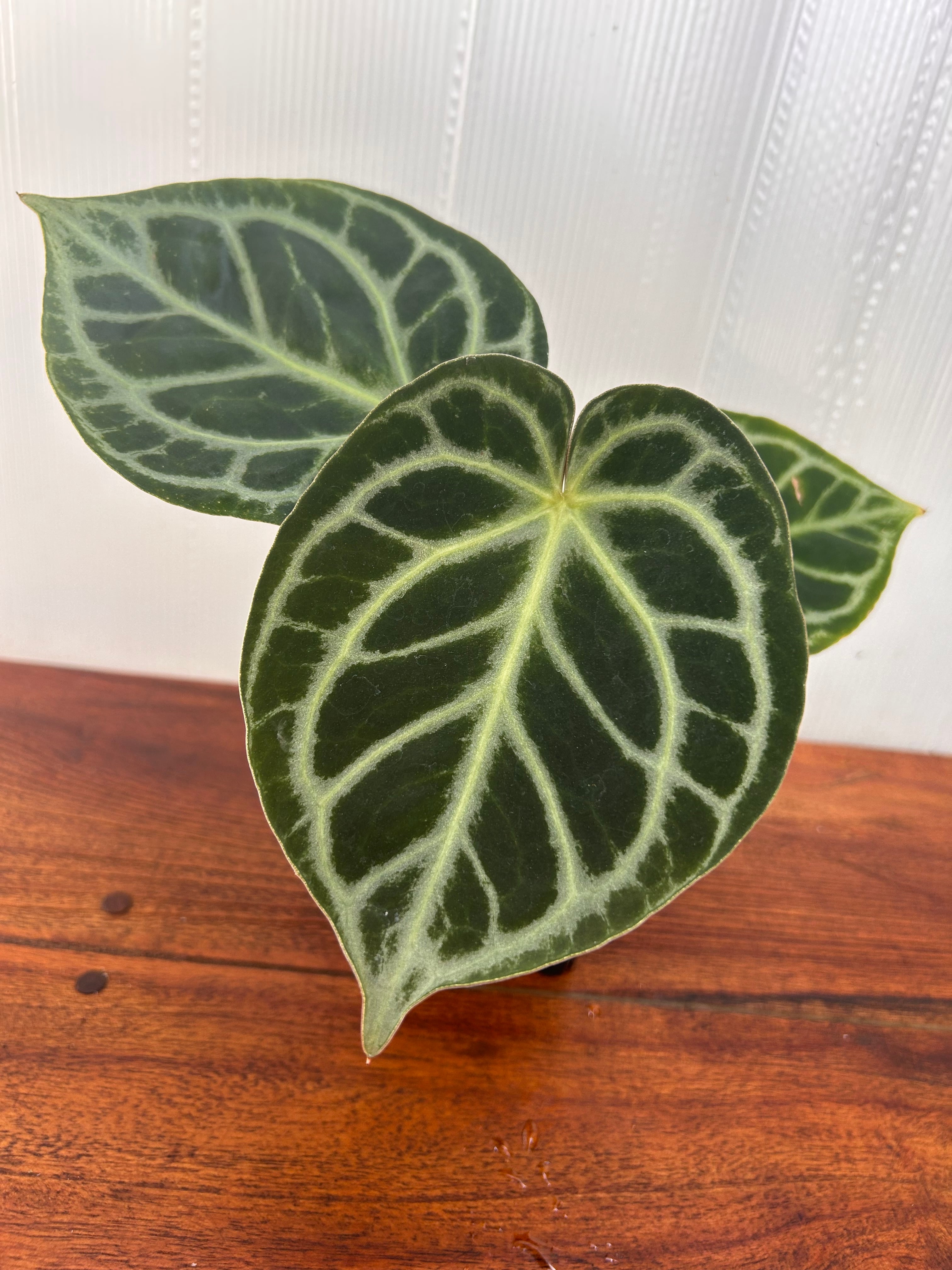 Anthurium | BALI-AN 園芸