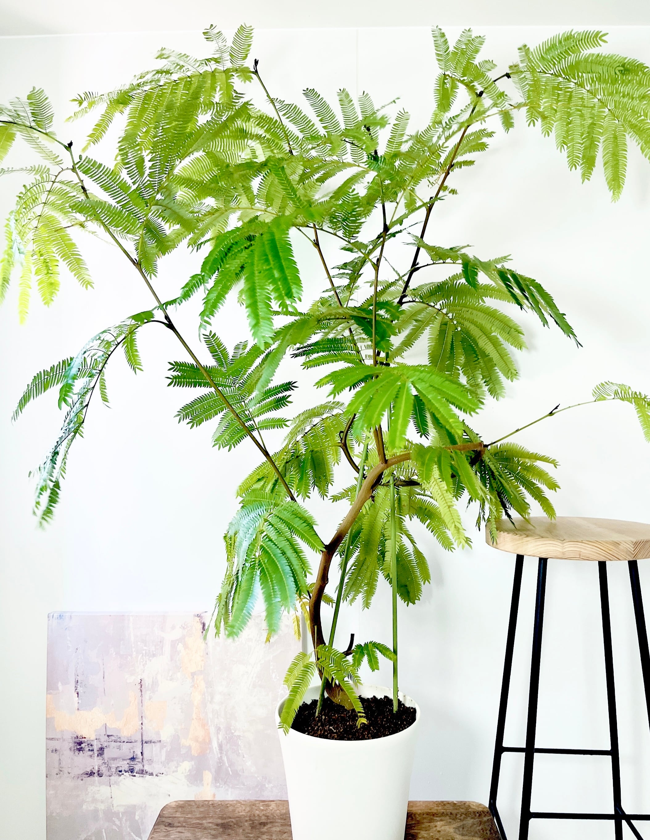 エバーフレッシュ ネムノキ 曲がり 逸品 観葉植物 大型 calm cafe