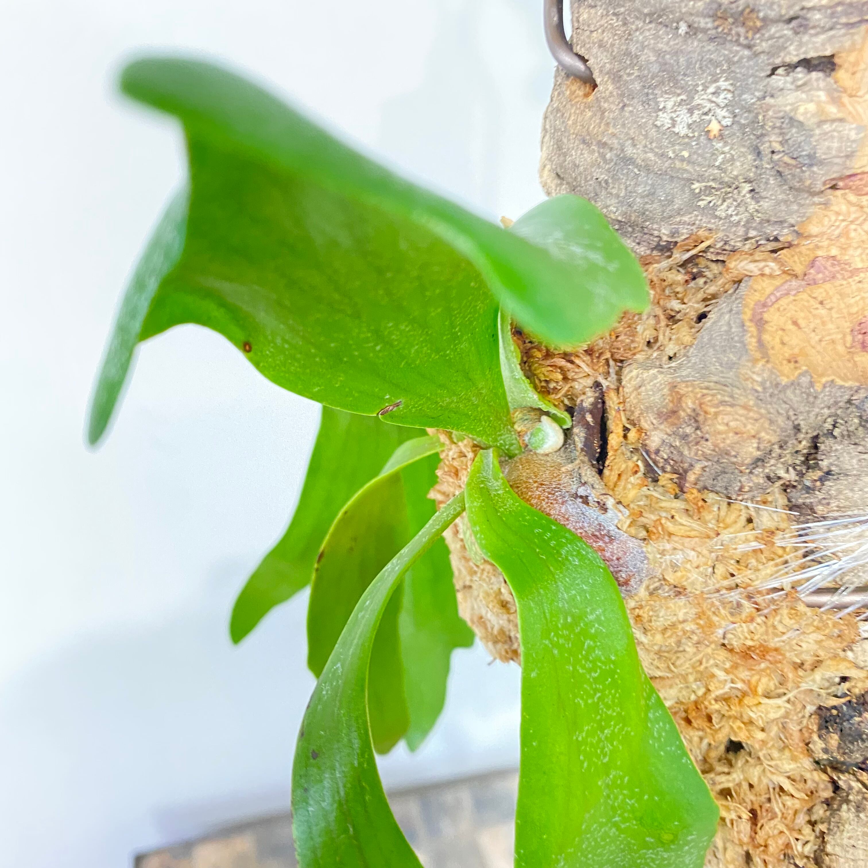 半額】 ビカクシダ コウモリラン コルク付き 植物/観葉植物