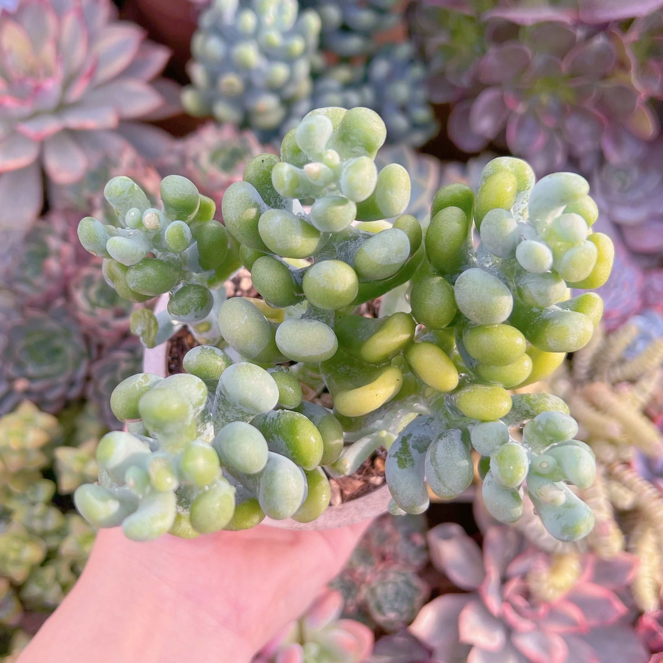 現品　バナナ美人#F067　大群生　るる農園