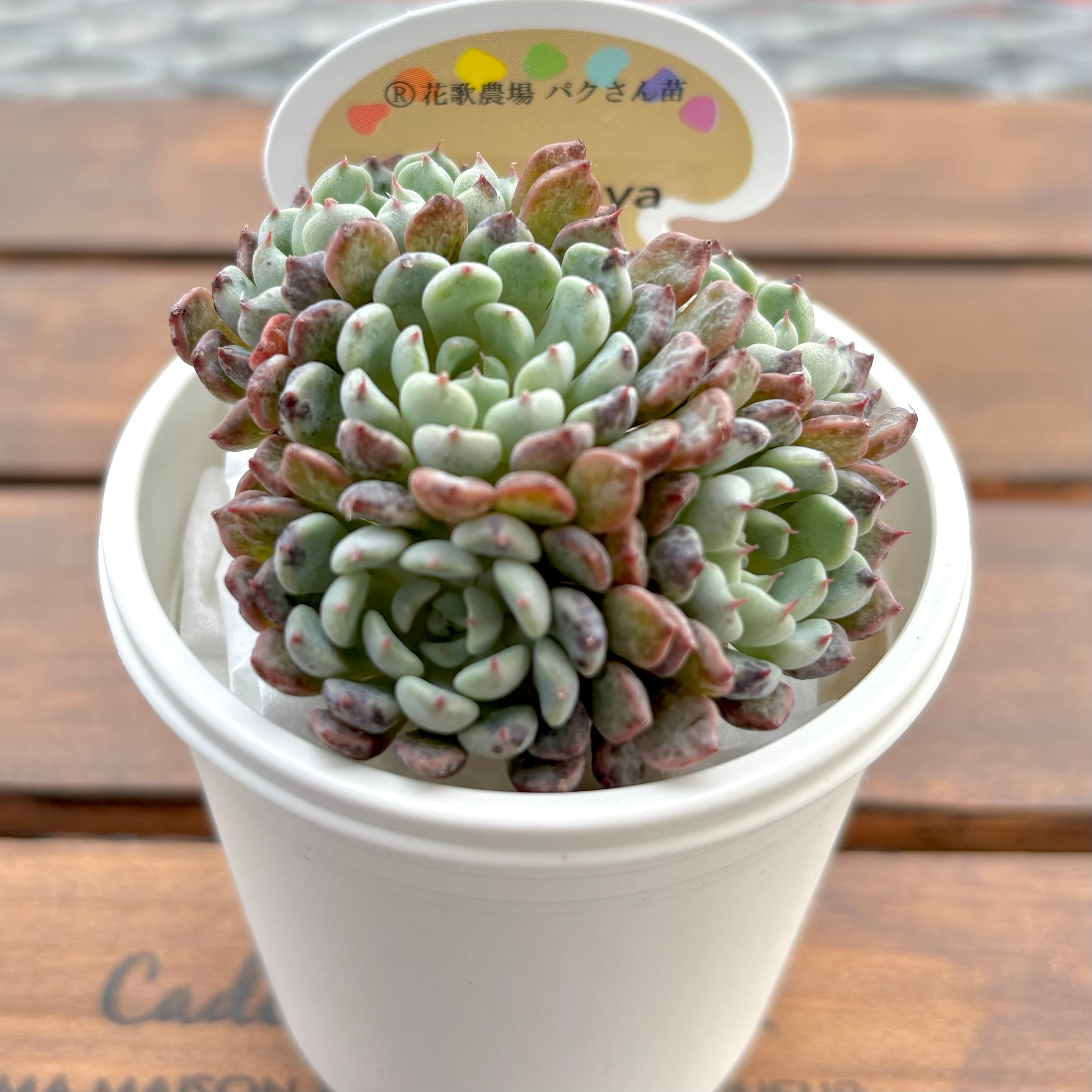 アモントイ ®️花歌農場パクさん苗 | ようせいのしっぽ