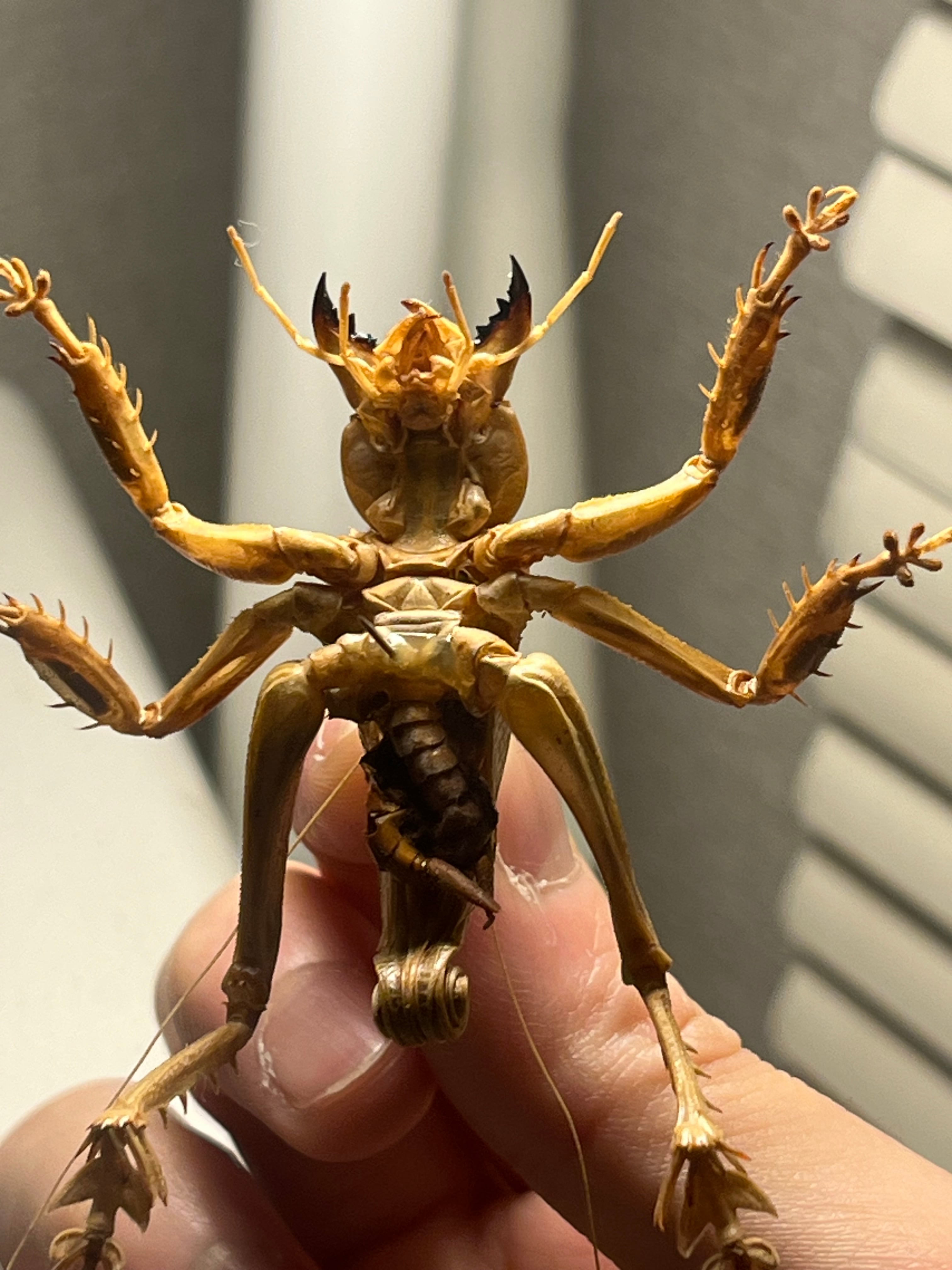 成虫】マキバネコロギス 昆虫標本バッタ キリギリスコロギスリオック直