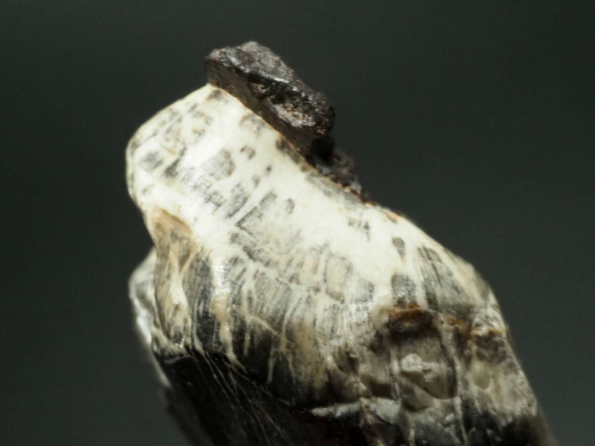 超激レア！極上！スコミムスの歯【Suchomimus tenerensis】【約