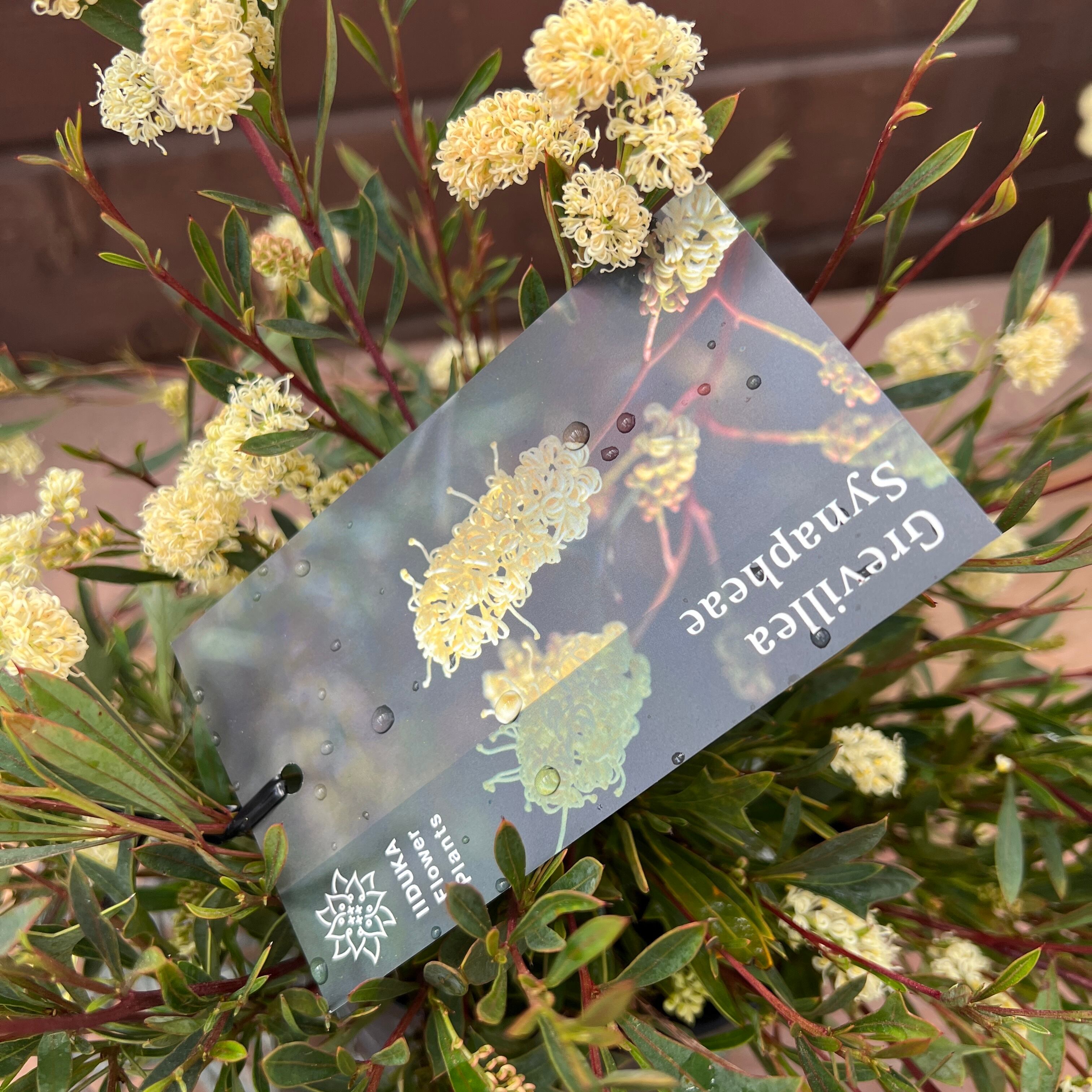 グレビレア シナフェア② | 沼ノ上農園