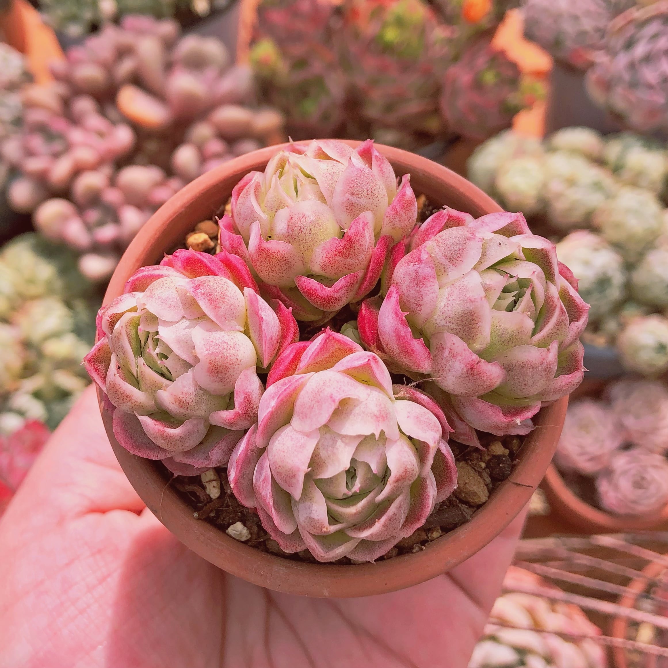 多肉植物 シュガーライチ 2～4頭 群生 | るる農園~多肉植物専門