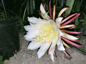 Selenicereus ocanponis　１０．５ｃｍＰＯＴ　３．５号鉢