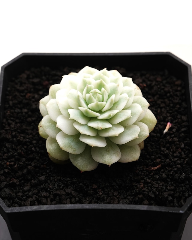 水耕管理苗 静夜錦 Echeveria derenbergii f.variegata 水耕管理苗 静夜錦 Echeveria derenbergii f.variegata