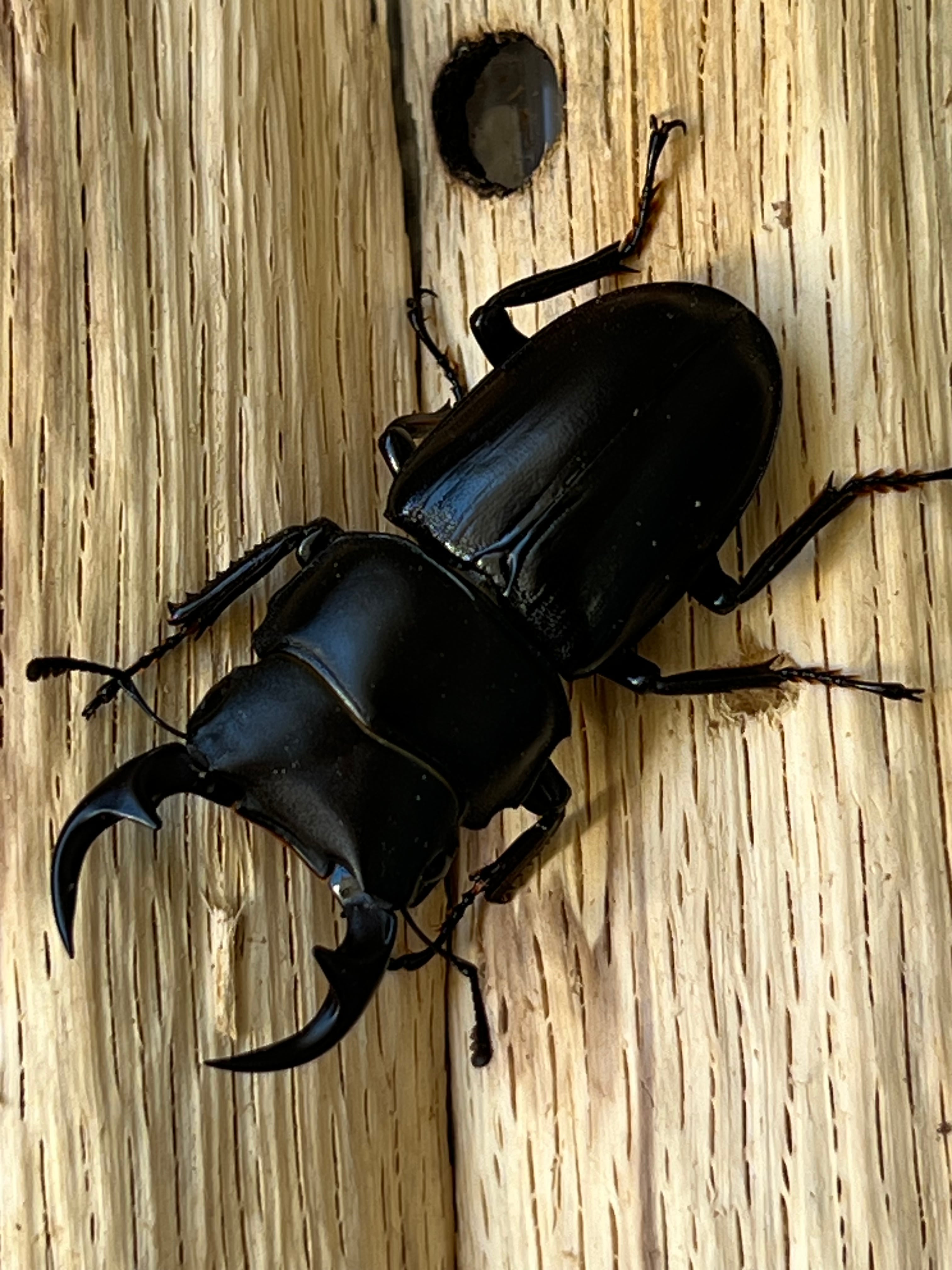 16】♂57mm・♀34mm本土ヒラタクワガタ ペア 群馬県産 | PAY ID