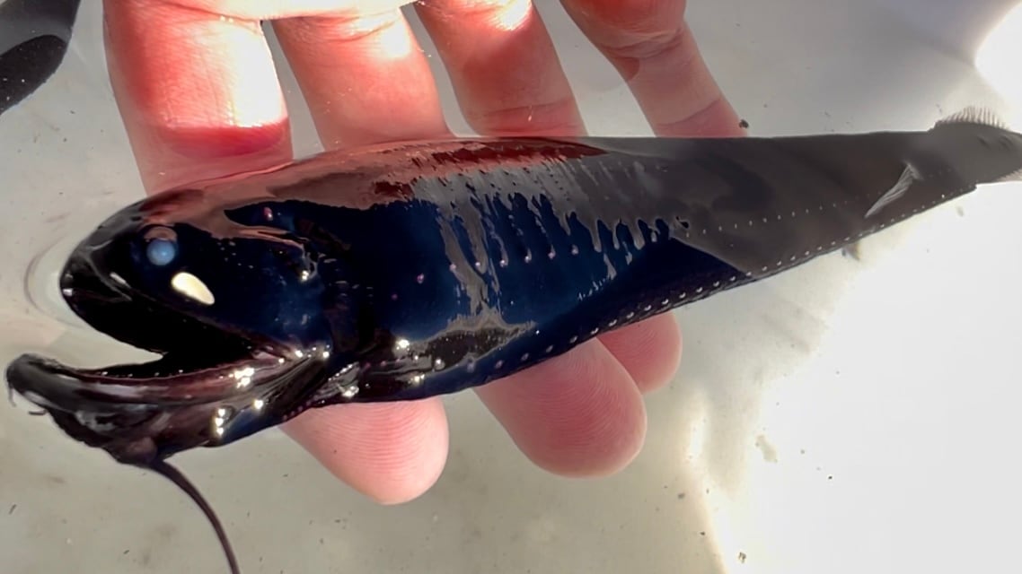 深海魚ハダカイワシ標本 | あらかわちゃんねるオンラインショップ