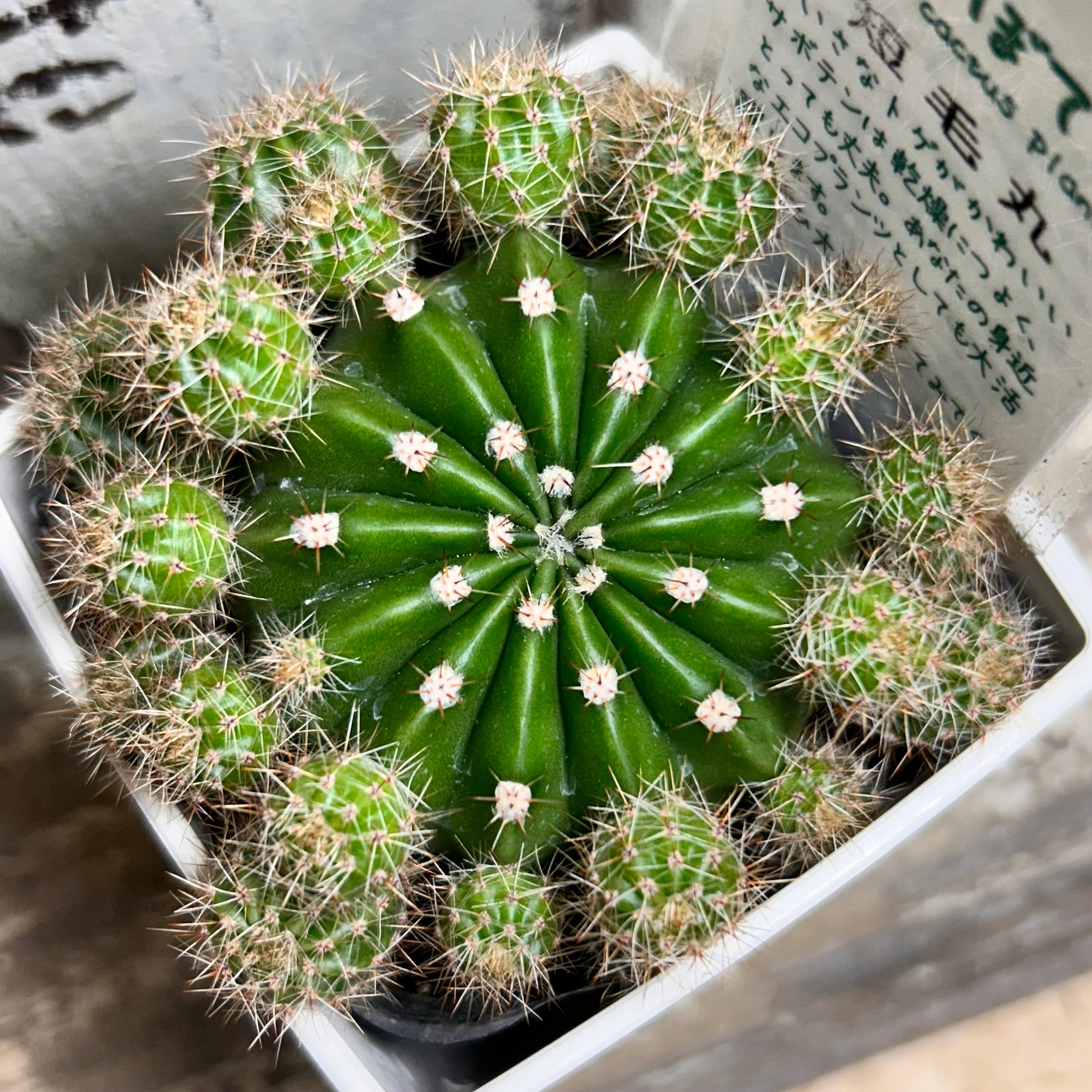 短毛丸　寄せ植え 短毛丸 | RuPo 多肉植物専門店