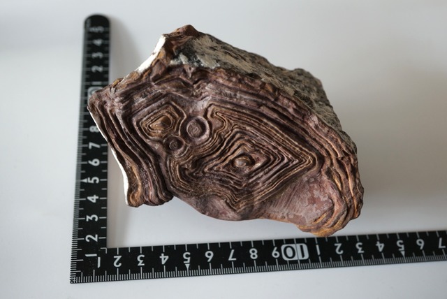 クムル産火山砕屑岩 Volcano-sedimentary Rock 1125