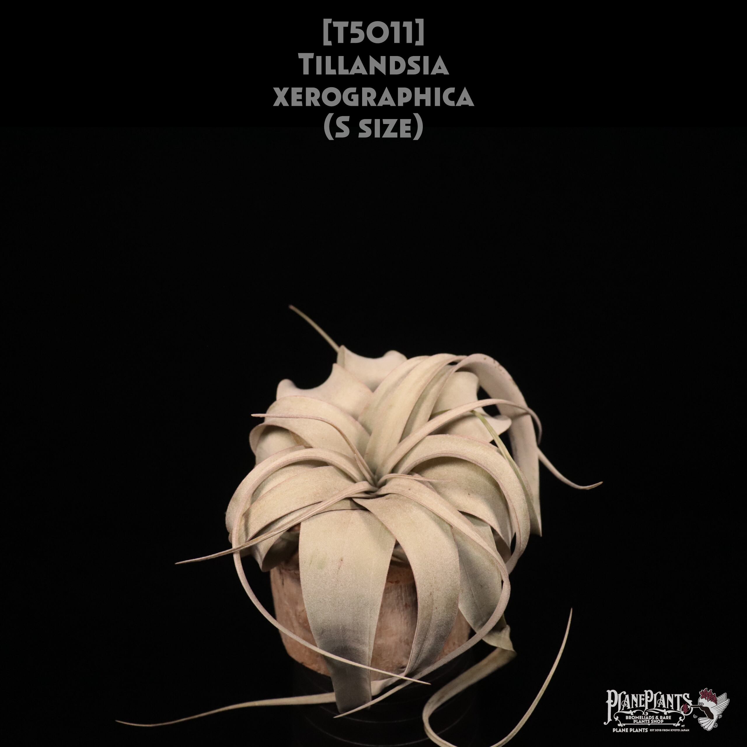 【送料無料】xerographica S〔エアプランツ〕現品発送T5011