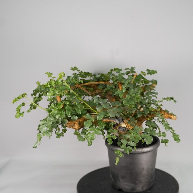 F55 コミフォラ サクシコラ  発根済 現地球