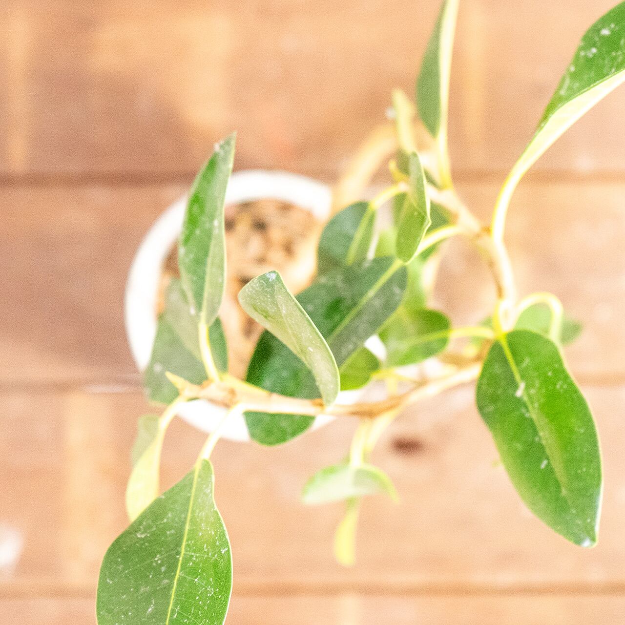 渇きが良くて虫発生も抑える用土を使用。小ぶりな葉が可愛い、美しい曲がりのフランスゴムの木【手作りモルタル鉢】