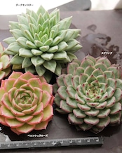 【セットC 韓国苗大型】スプリング/ジザー シー/ダークモンスター 他