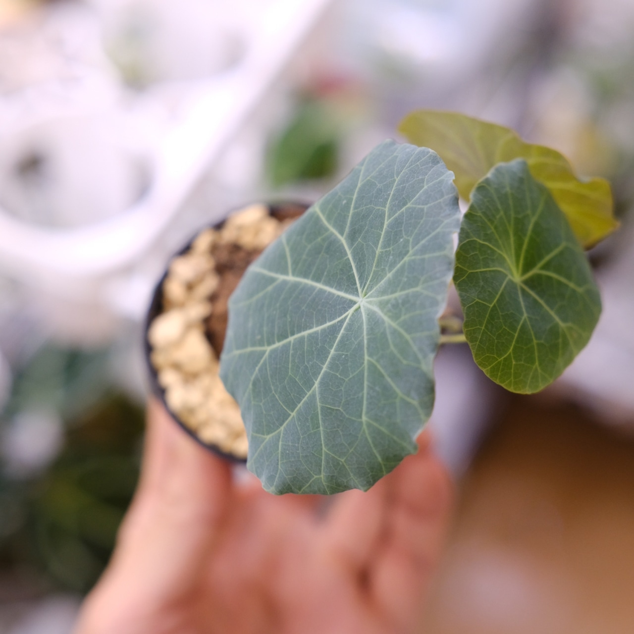 Stephania kaweesakii / ステファニア カウィーサキー㉒/ 観葉植物