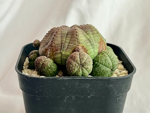 Euphorbia obesa ssp. symmetrica ユーフォルビア　オベサ　シンメトリカ　 多肉植物