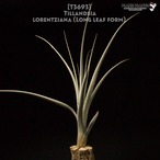 【送料無料】lorentziana (Long leaf form)〔エアプランツ〕現品発送T3693