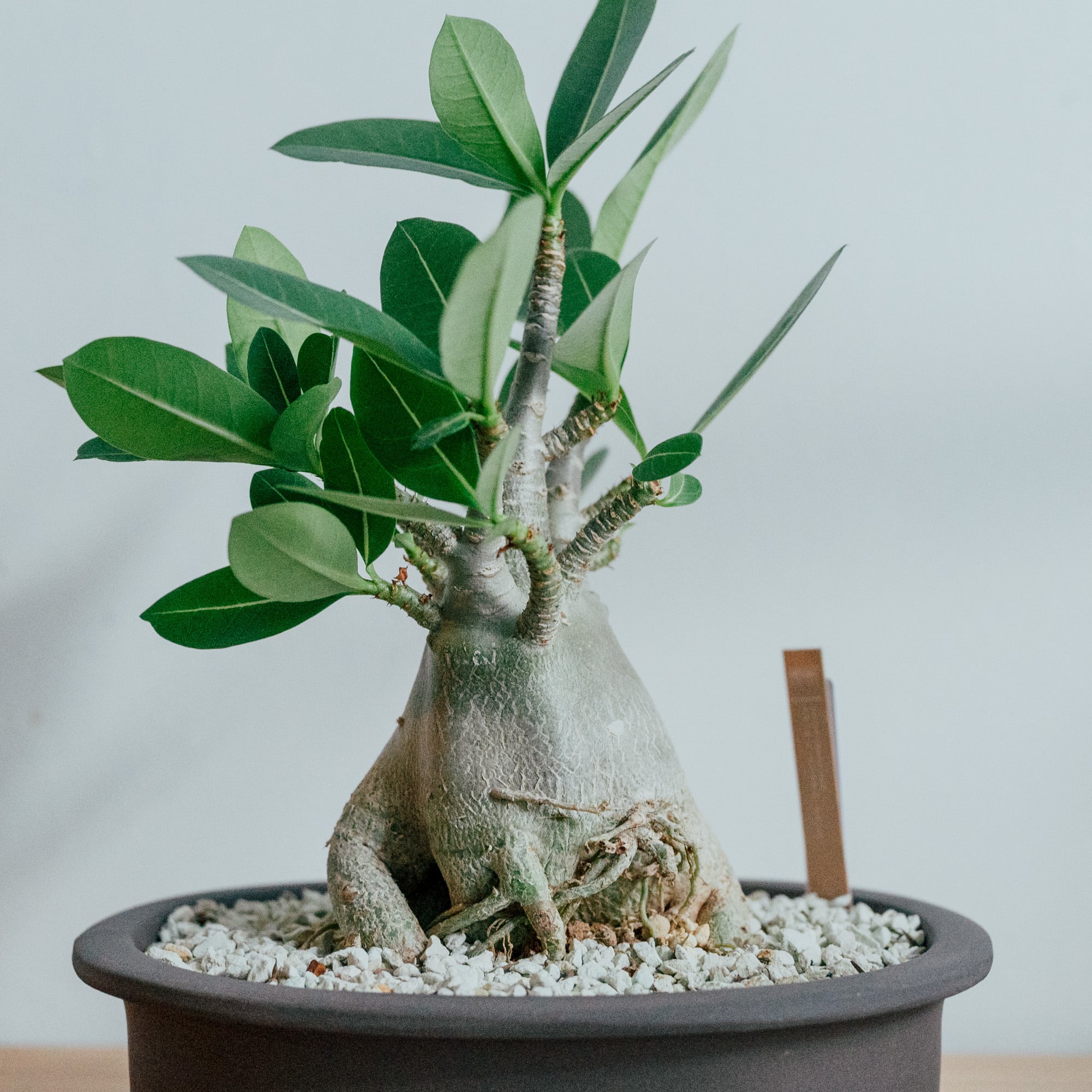 アデニウム・アラビカム・ドワーフ（Adenium arabicum 'Dwarf'）× 陶器