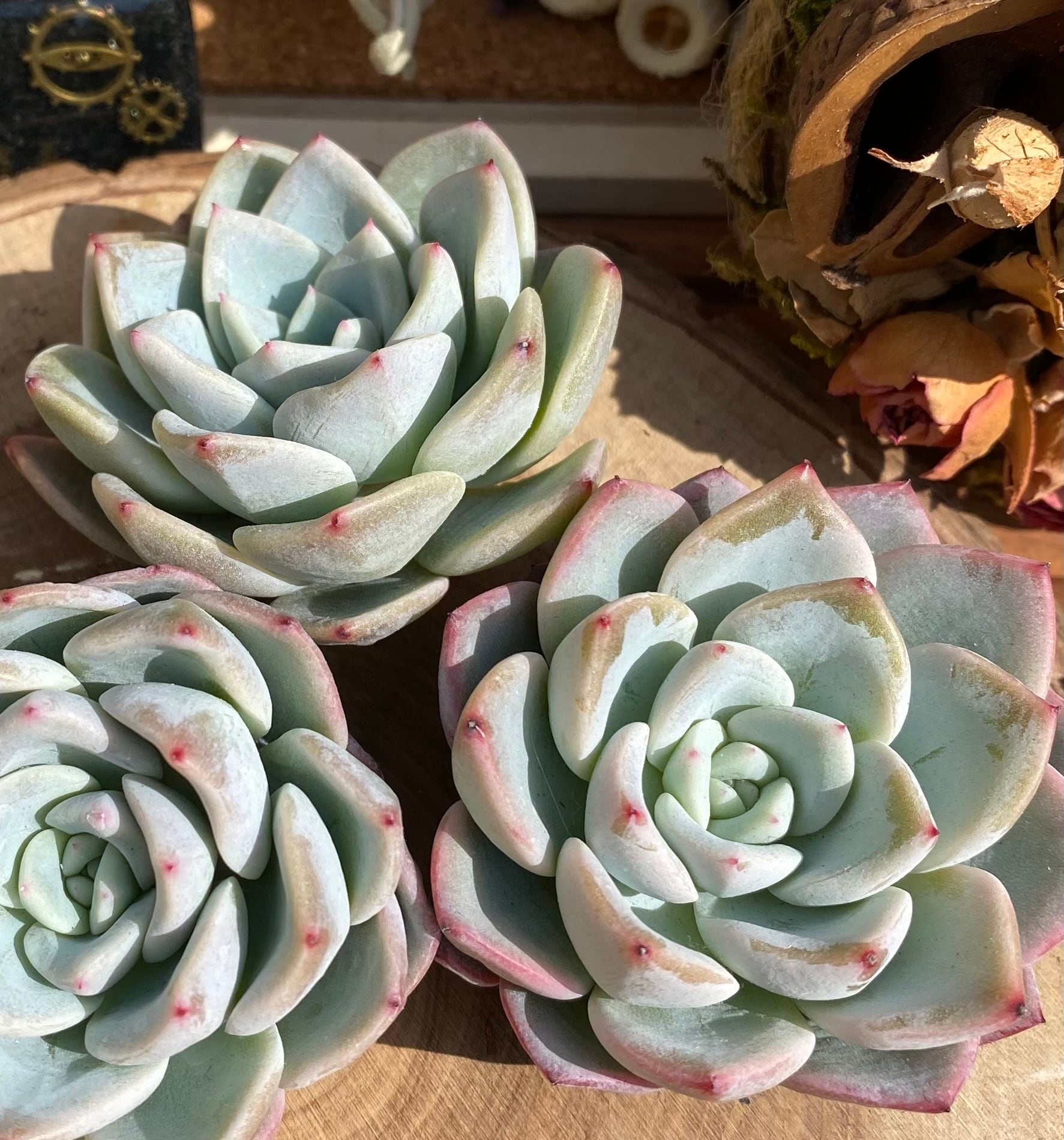 多肉植物 韓国苗 KSKS♡ 【公式通販】