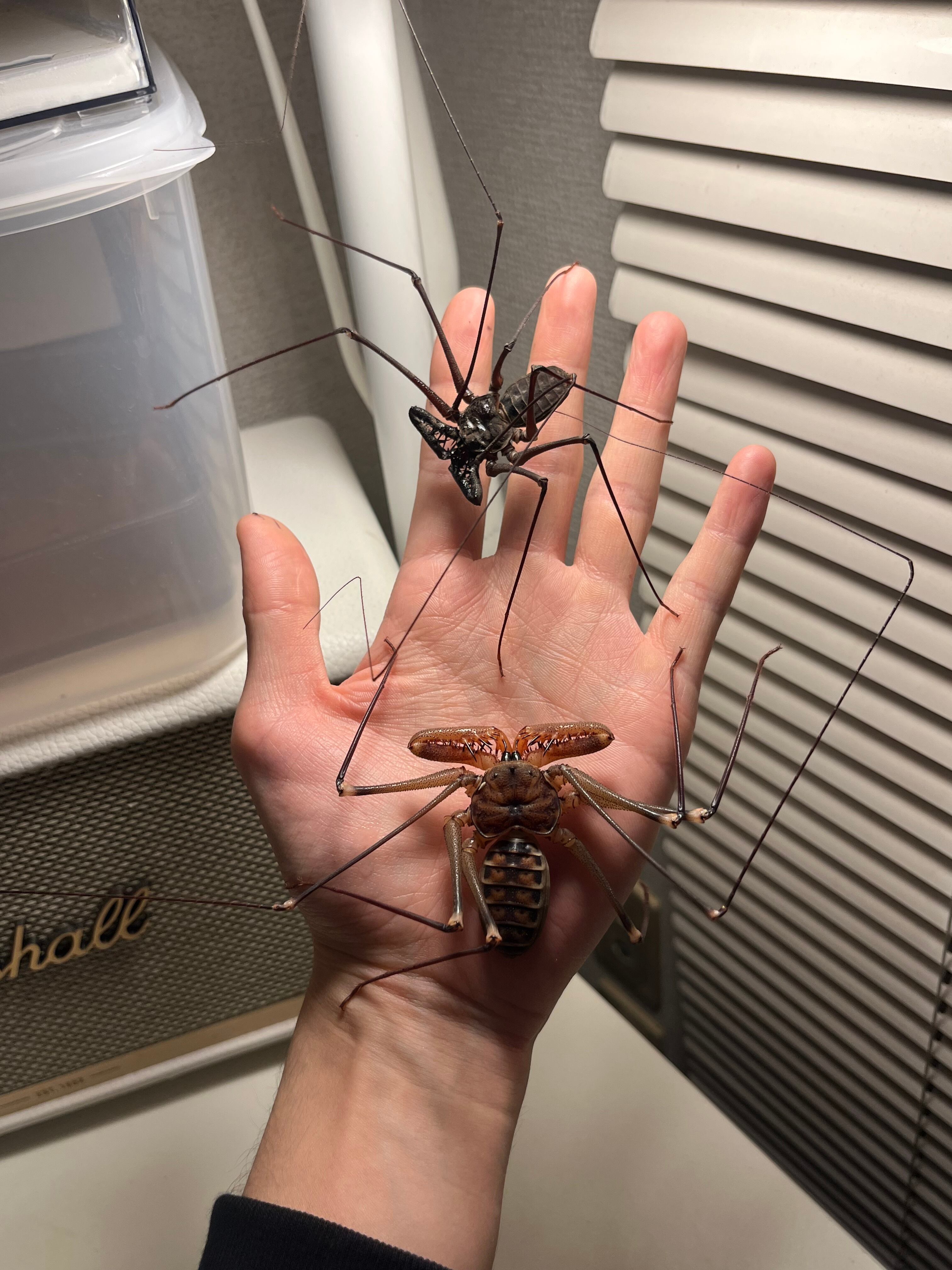 【腕虫最大級】Heterophrynus sp.ウデムシ 標本 ヒヨケムシ 腕蟲希少種】Heterophrynus elephasウデムシ ヒヨケムシ 三大奇蟲