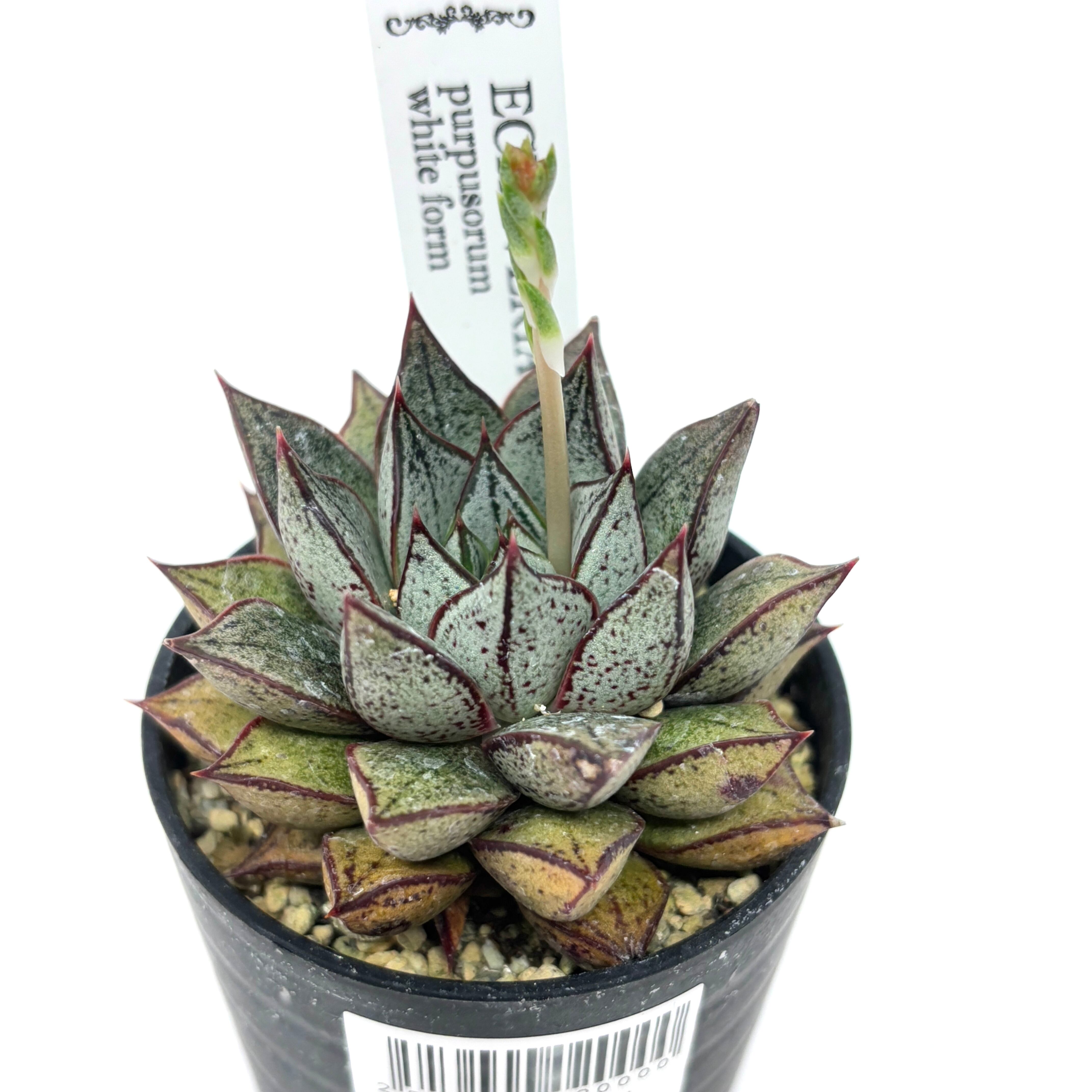 エケベリア パープソルム ホワイトフォーム【654】