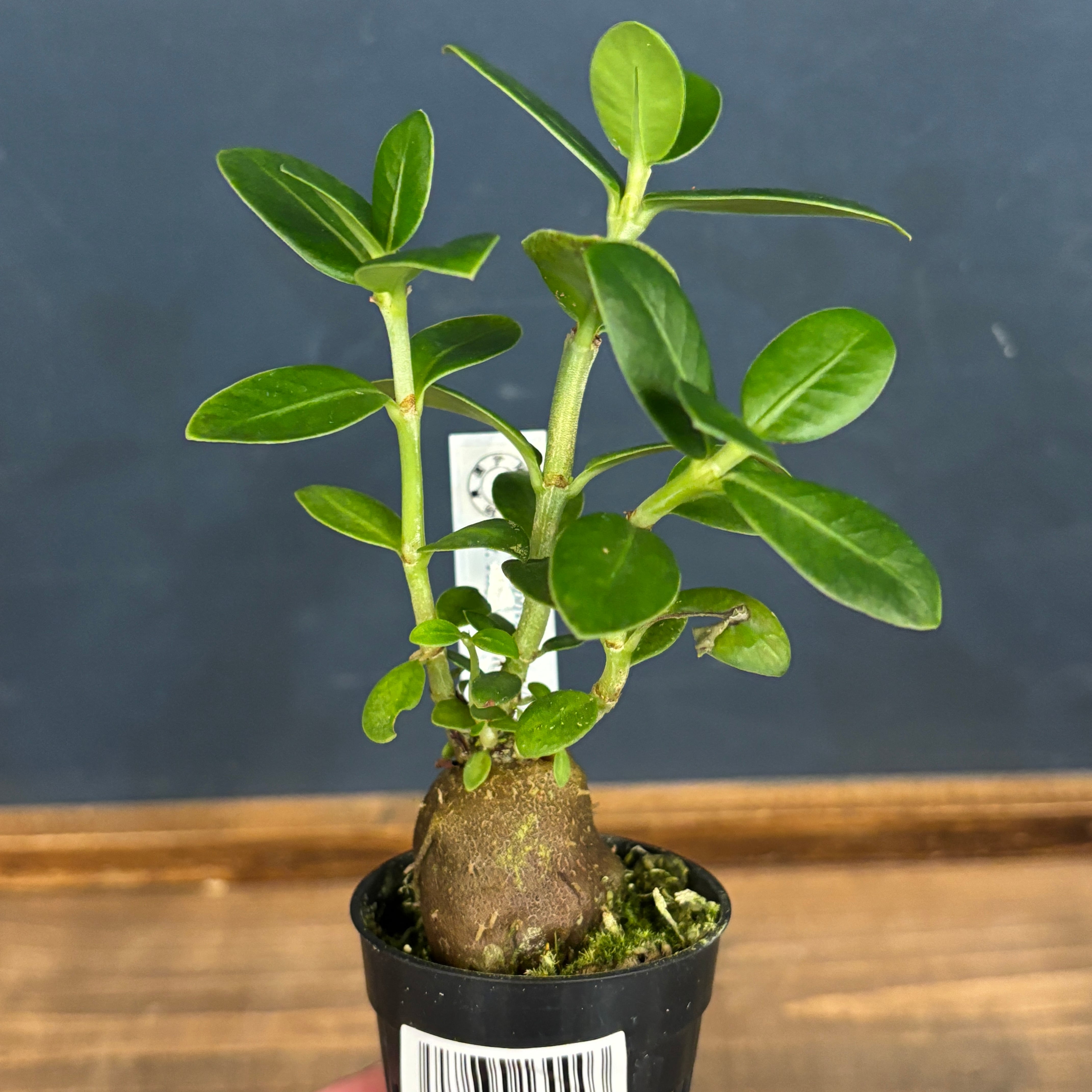 観葉植物 楽天市場】土を使わない観葉植物 ゼオライト植えのミニ観葉植物