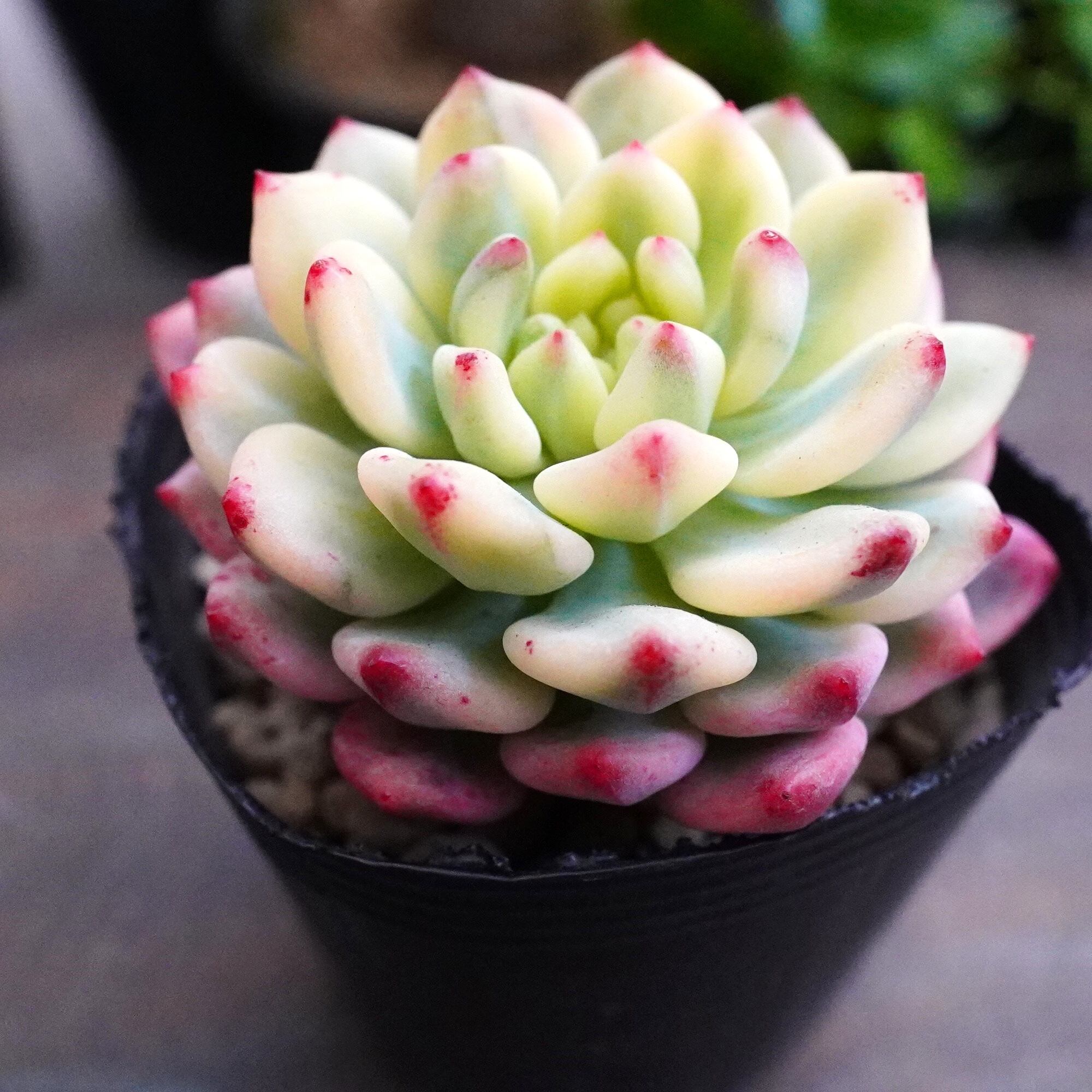 多肉植物 | E-TANIKU