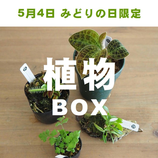 【みどりの日限定】絶対お得な植物BOX（限定5個）