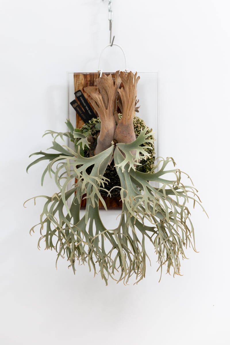 P.Willinckii 