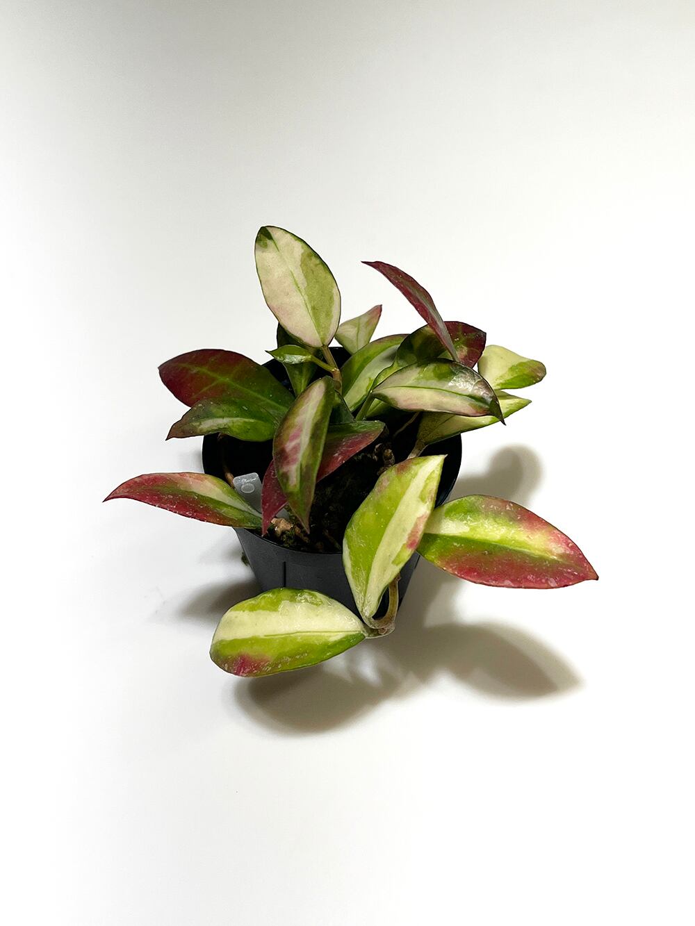 ホヤ ウンデュラータ【Hoya undulata】 | acore Inc.