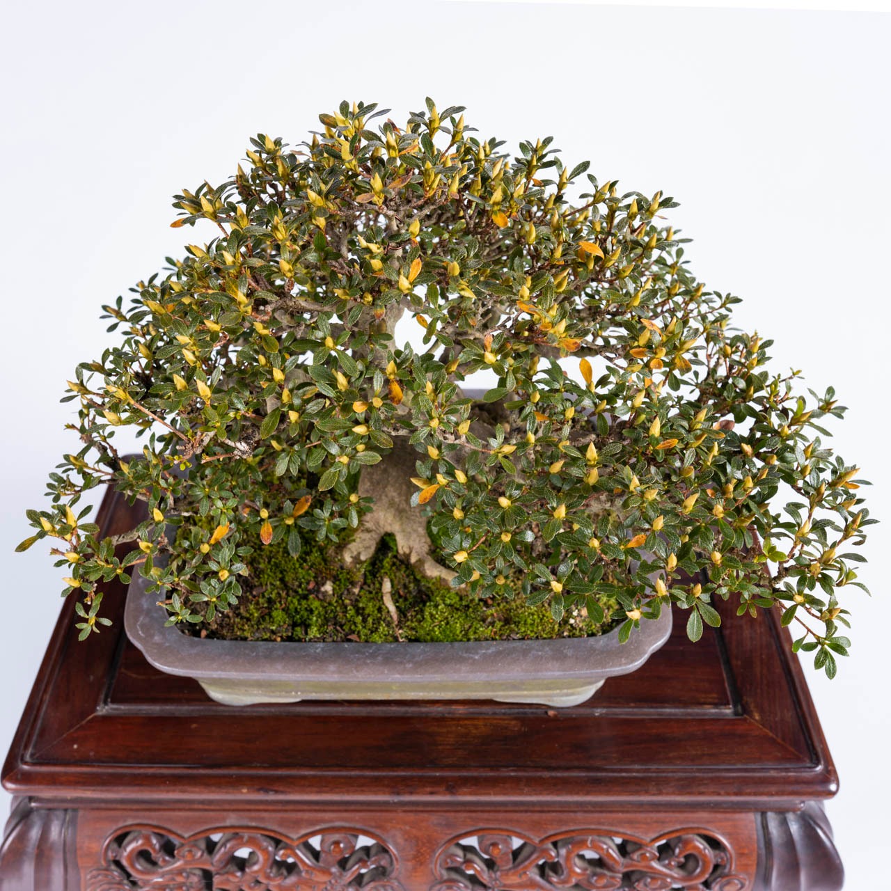 皐月盆栽／華厳 樹齢30年（KN-14）さつき | Bonsai 千鳥屋／盆栽 