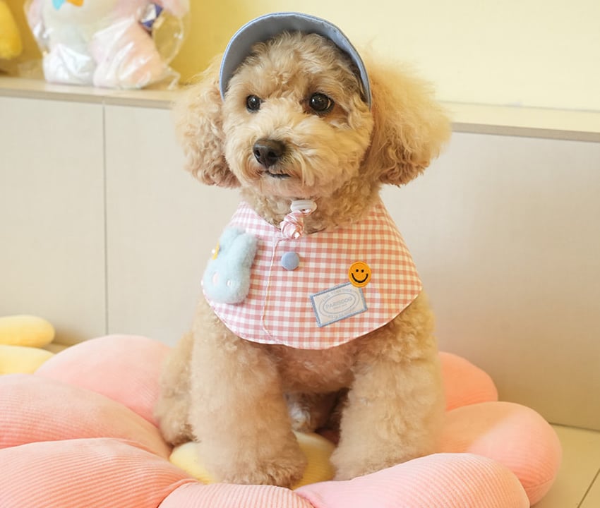 buddy cape cap set 2color / 犬用 帽子 ケープ バンダナ スカーフ アクセサリー ドッグウェア ペット用 cap 被り物 お揃い お出かけ お揃い 撮影会