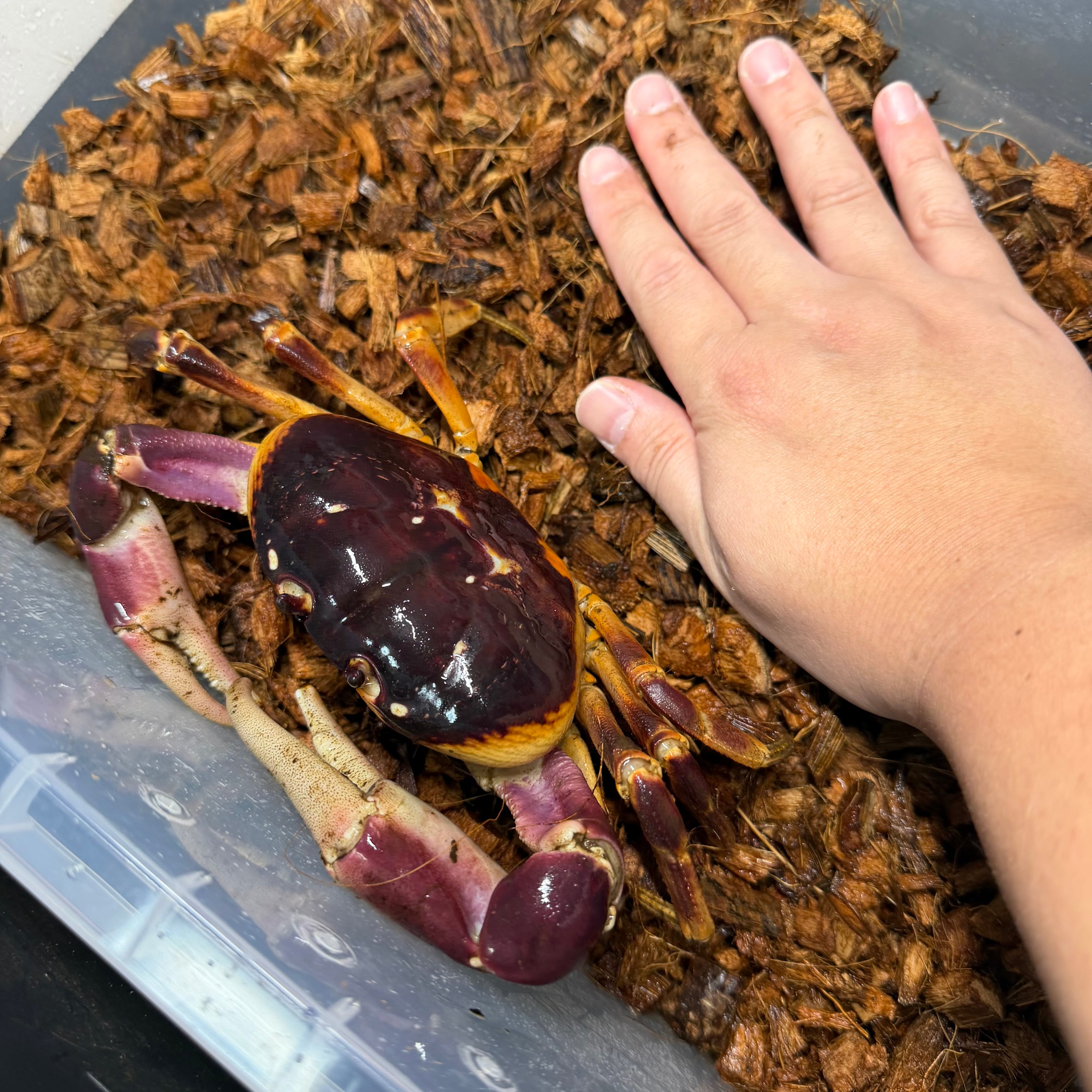 激レア】ハイナンムラサキオカガニ② 奇蟲 カニ エビ 甲殻類 観賞魚