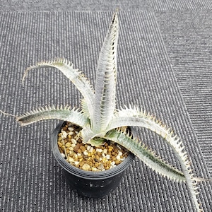 a0465_Dyckia PS05 F2 (NNN-PS05S001)