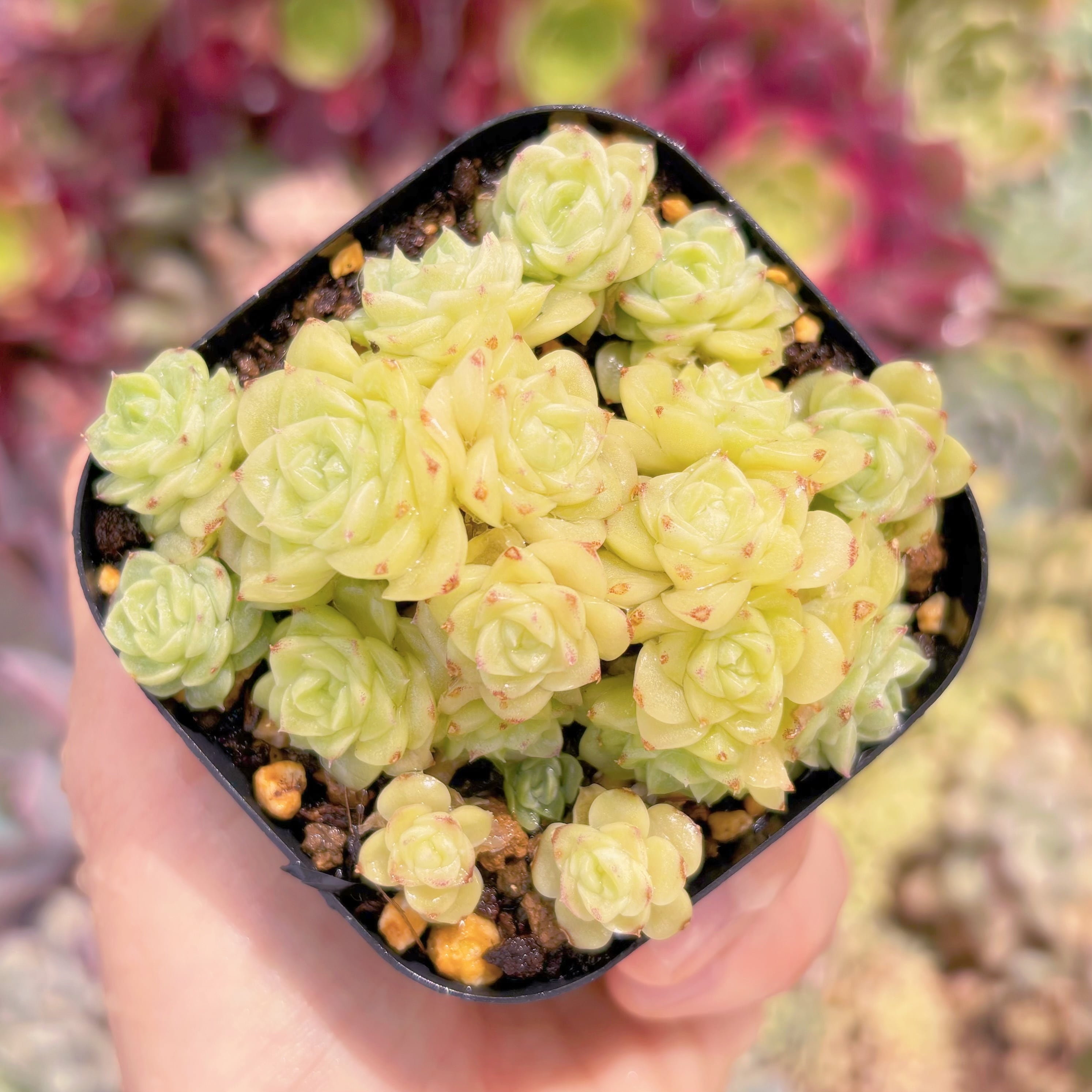 現品　 ホワイトスワン#644　るる農園