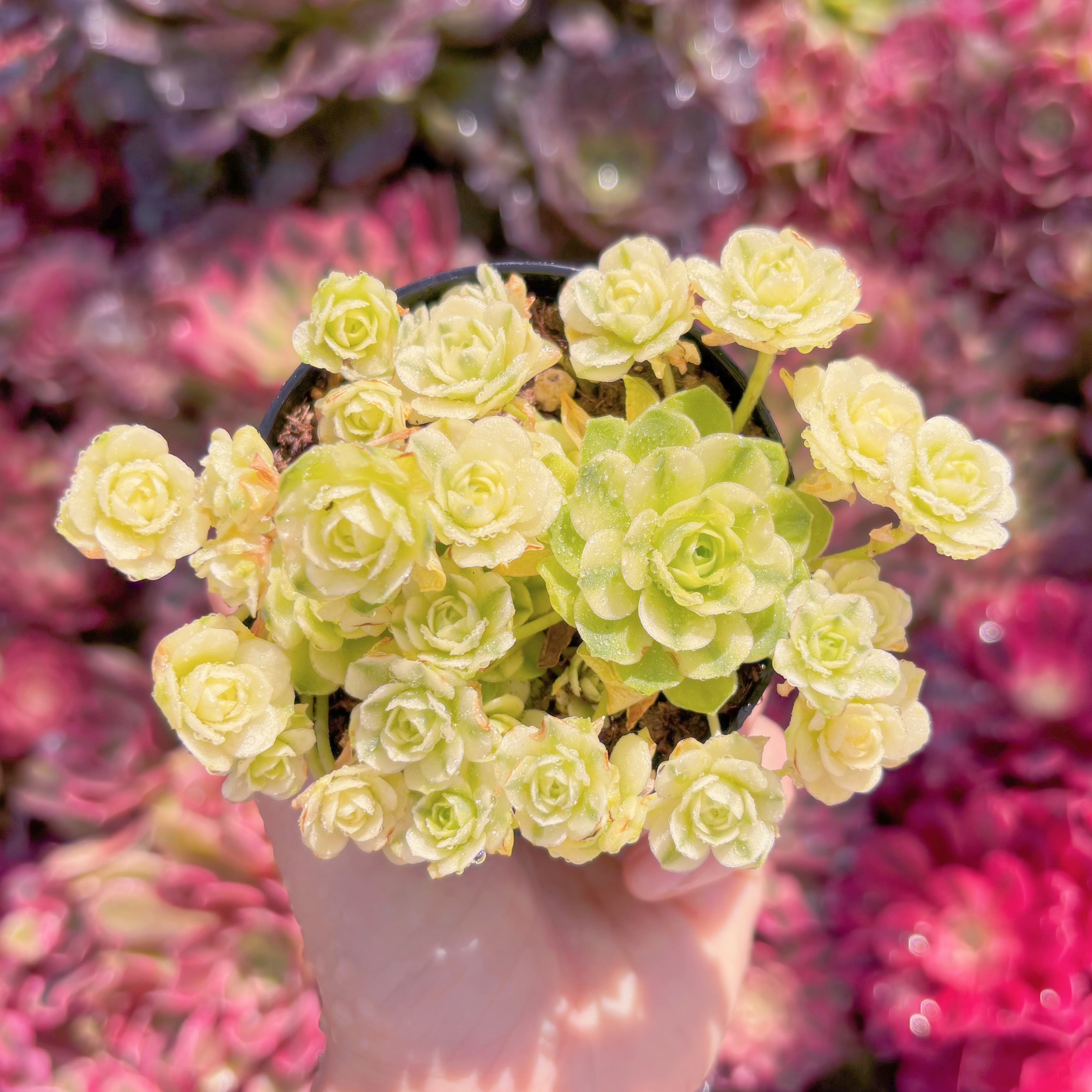 現品　キャッツアイ錦#M208　群生　新入荷　るる農園