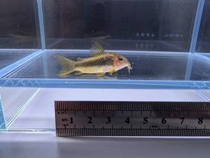 国産コリドラス〝イルミネータスゴールド 1匹〟4cm前後 ※沖縄、離島発送不可