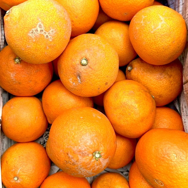 露地栽培の「まどんなみかん」 1.5キロ【お手頃割引セール！】