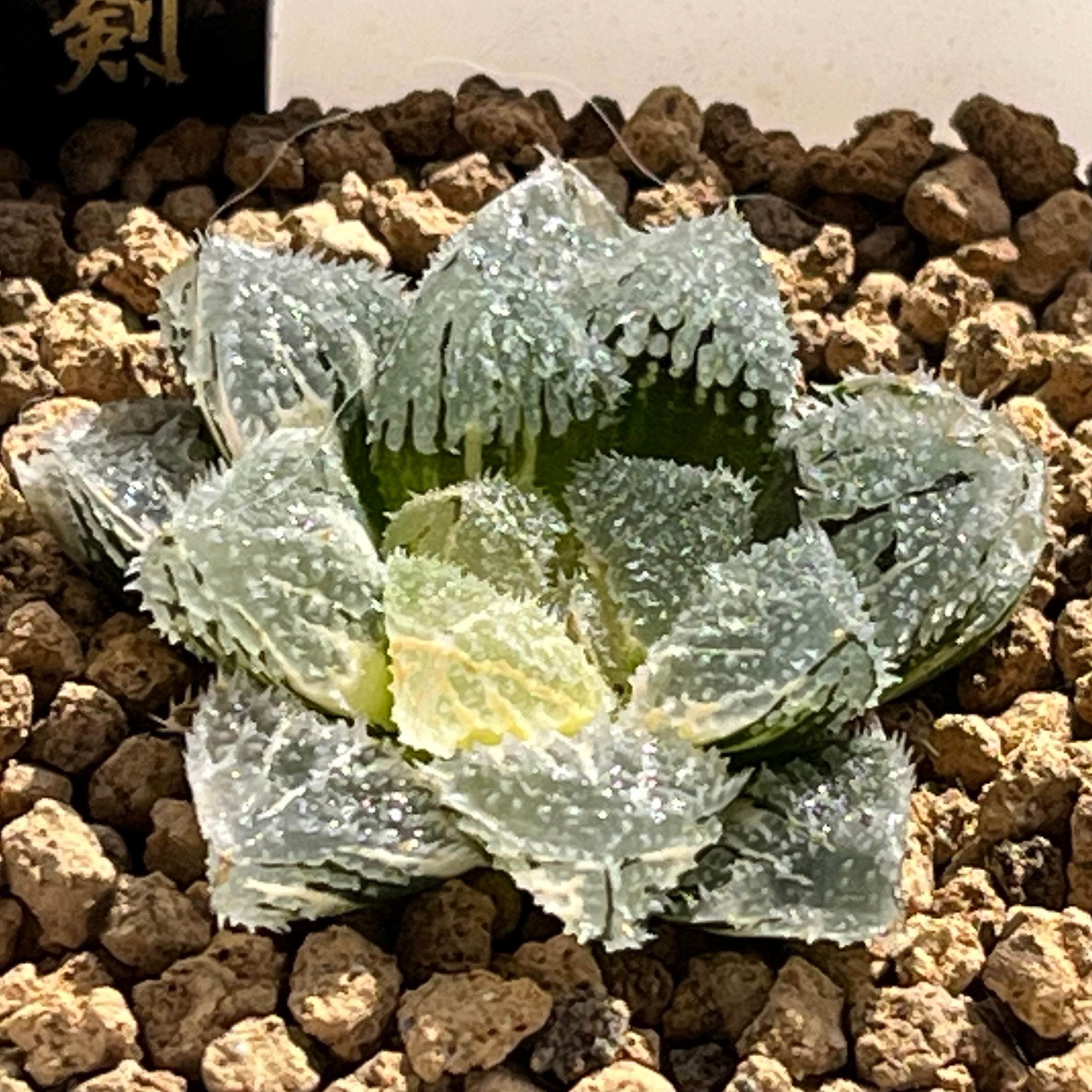 ハオルチア ドドソン紫オブツーサ錦×美の壺 実生 | mocono_plants