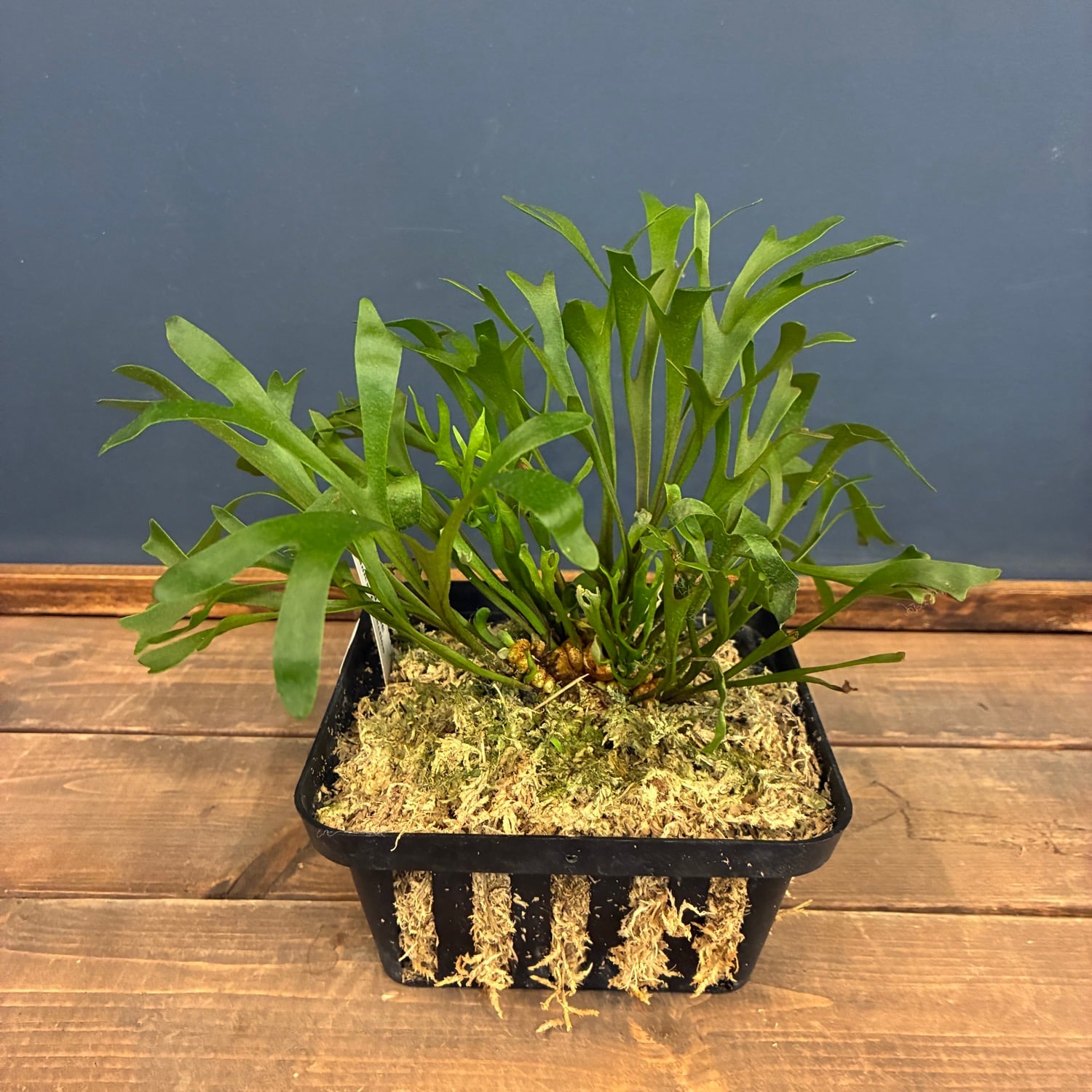 観葉植物 ビカクシダ 楽天市場】観葉植物/ビカクシダ（コウモリラン）：ウィリンキー