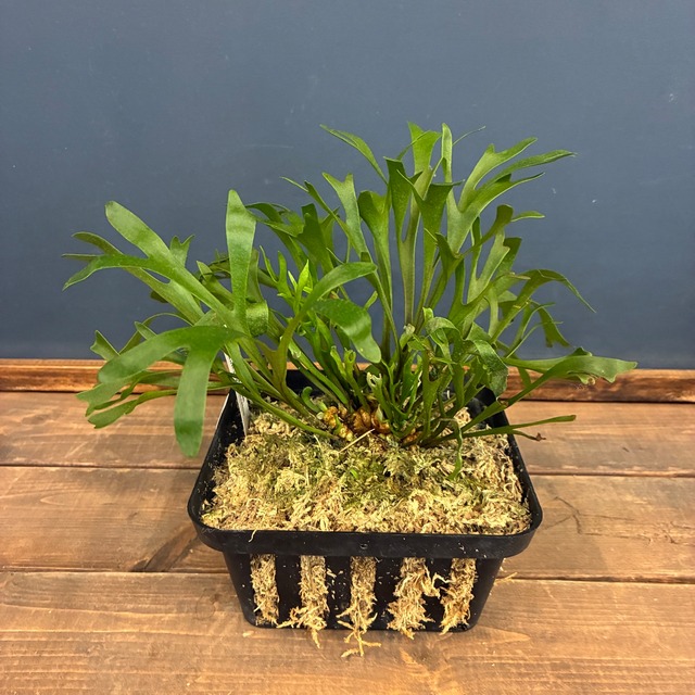 【UJビカクフェア】【〜4/16 10%OFF】 ビカクシダ P. Pakarang【788】