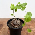 Dioscorea elephantipes【亀甲竜】