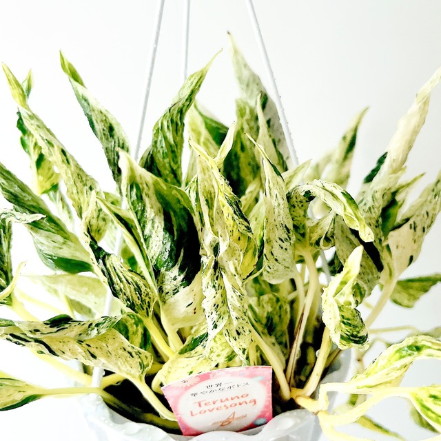 ポトス テルノラブソング 観葉植物 calm cafe