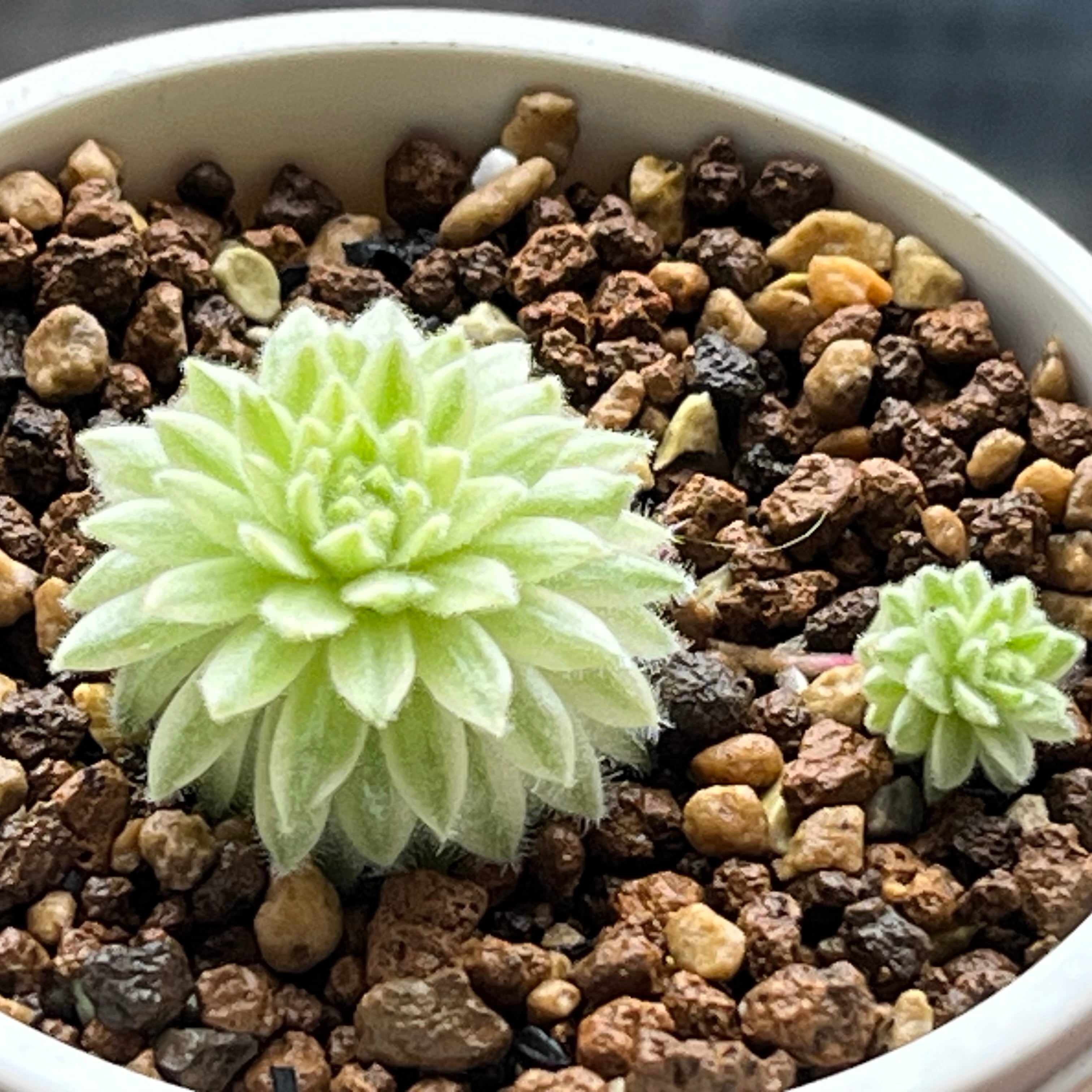 ハオルチア 三仙寿錦 | mocono_plants